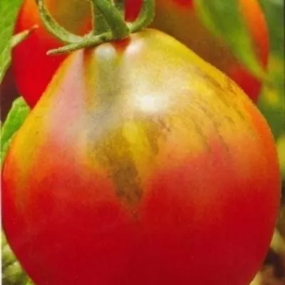 yaponskiy-tryufel-rozovyy-5-163719