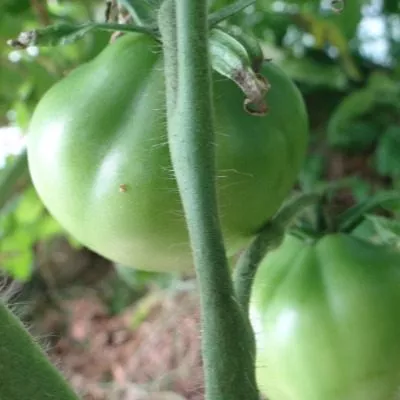 yaponskiy-tryufel-rozovyy-6-163719