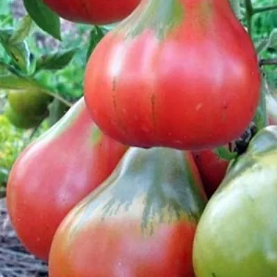 yaponskiy-tryufel-rozovyy-7-163719