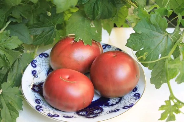 yuzhnaya-noch-main-148779