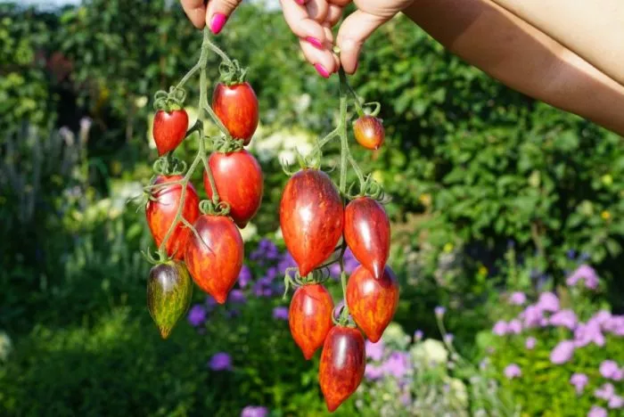 zagadka-klubnichnogo-vodopada-2-168556