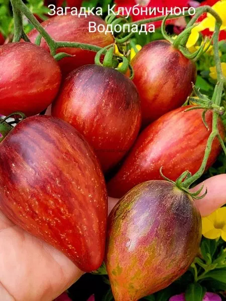 zagadka-klubnichnogo-vodopada-8-168556