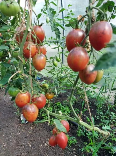 zagadka-klubnichnogo-vodopada-9-168556