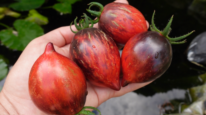 zagadka-klubnichnogo-vodopada-main-168556