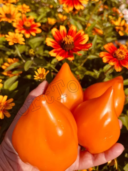 zailiyskiy-alatau-zheltyy-2-154435