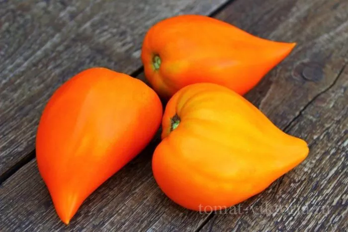 zailiyskiy-alatau-zheltyy-5-154435