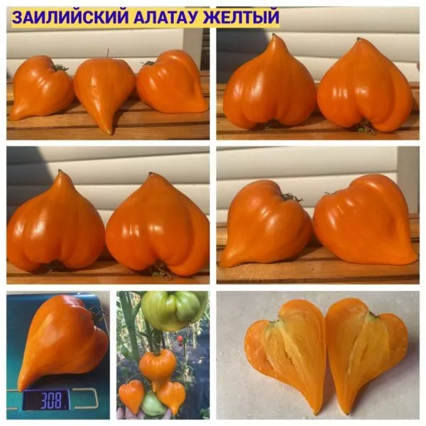 zailiyskiy-alatau-zheltyy-7-154435