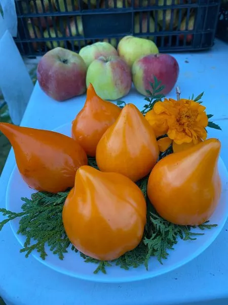 zailiyskiy-alatau-zheltyy-9-154435