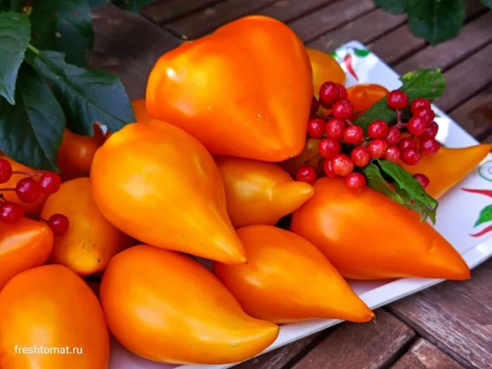 zailiyskiy-alatau-zheltyy-main-154435