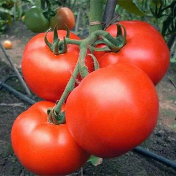 zamok-shartr-8-160704