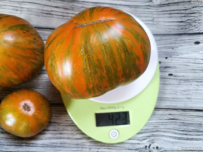 zebra-zheltaya-1-138226