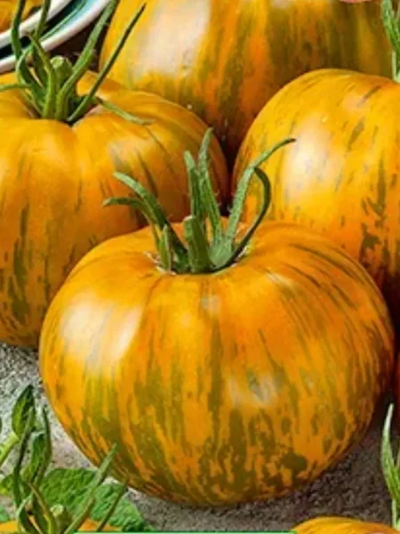 zebra-zheltaya-2-138226