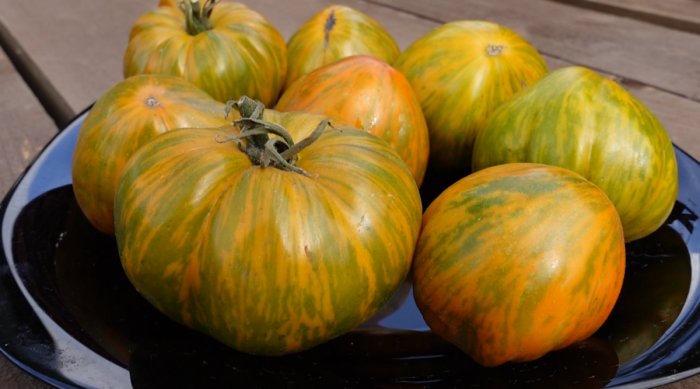 zebra-zheltaya-3-138226