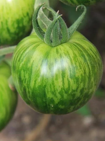 zelenaya-zebra-1-139374