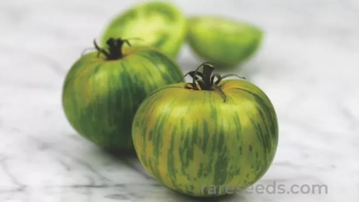 zelenaya-zebra-3-139374