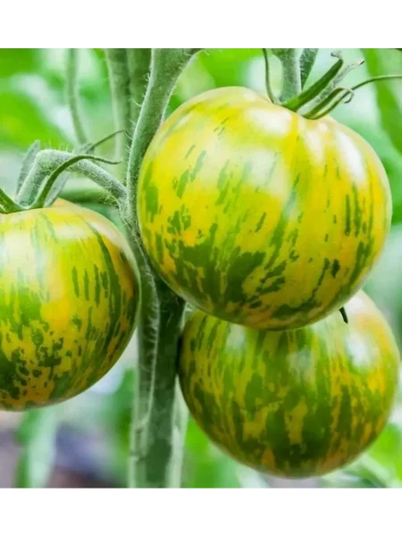 zelenaya-zebra-5-139374