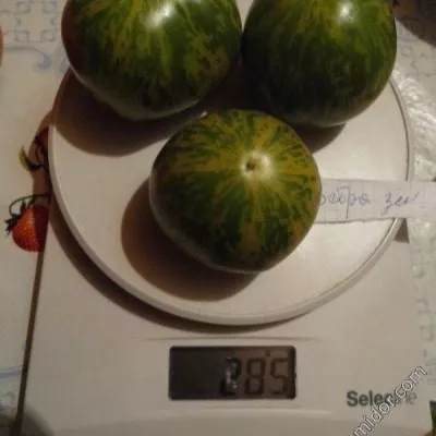 zelenaya-zebra-9-139374