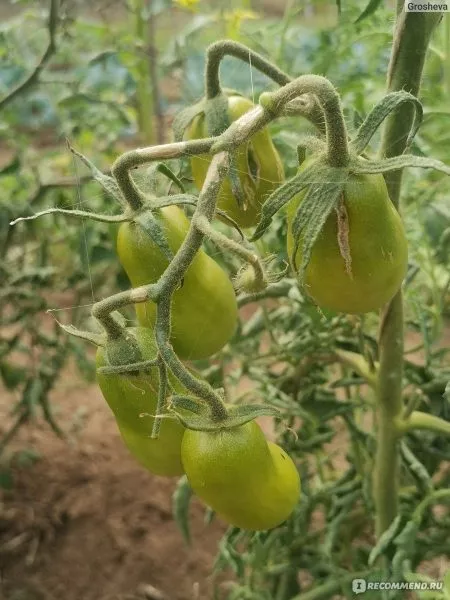 zelenyy-kuznechik-3-151541