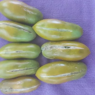 zelenyy-kuznechik-8-151541