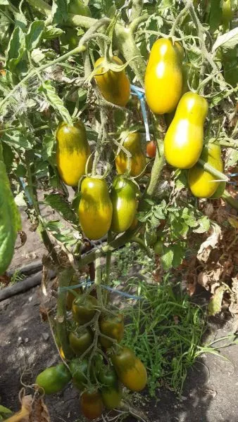 zelenyy-kuznechik-main-151541