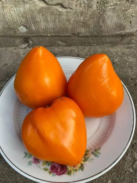 zheltoe-ozero-bret-8-153742