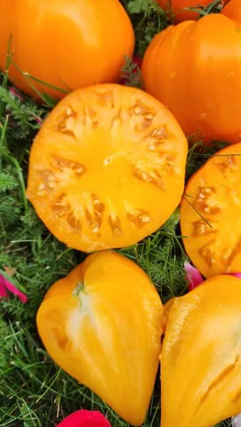 zheltoe-ozero-bret-9-153742