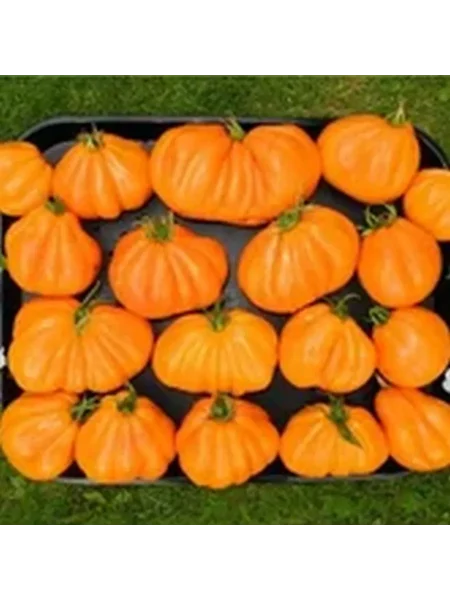 zheltye-torbochki-1-148186