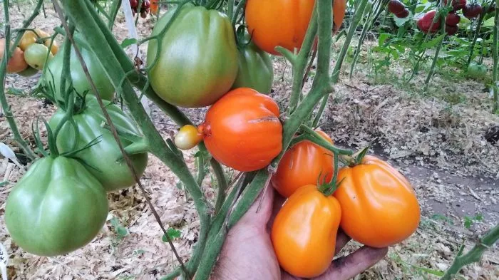 zheltye-torbochki-7-148186