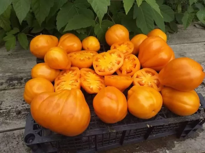 zheltye-torbochki-8-148186