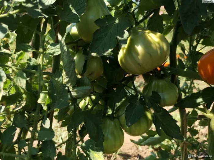 zheltye-torbochki-9-148186