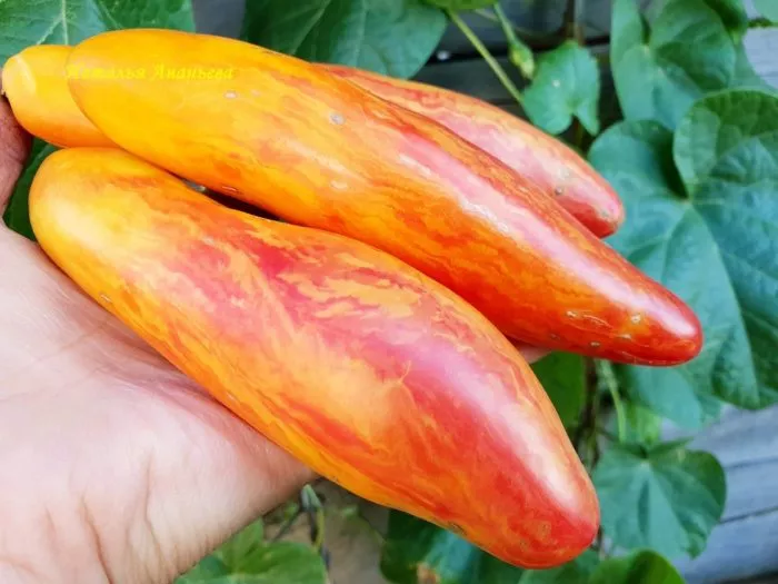 zheltyy-tyulpan-4-148681