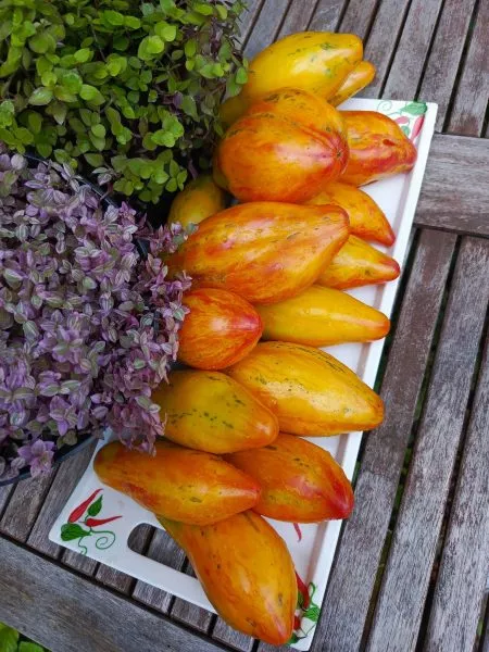 zheltyy-tyulpan-5-148681