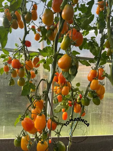 zheltyy-tyulpan-6-148681