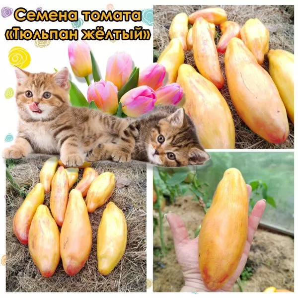 zheltyy-tyulpan-7-148681