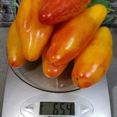 zheltyy-tyulpan-8-148681