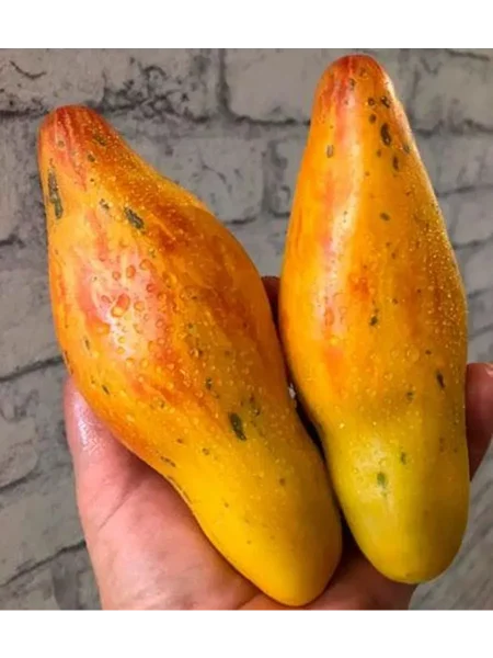 zheltyy-tyulpan-main-148681