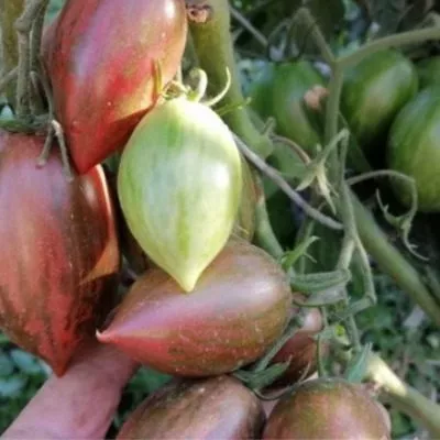 zhemchuzhina-mudrosti-3-131785