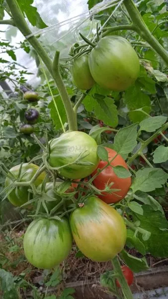 zhirnyy-bulon-4-143074