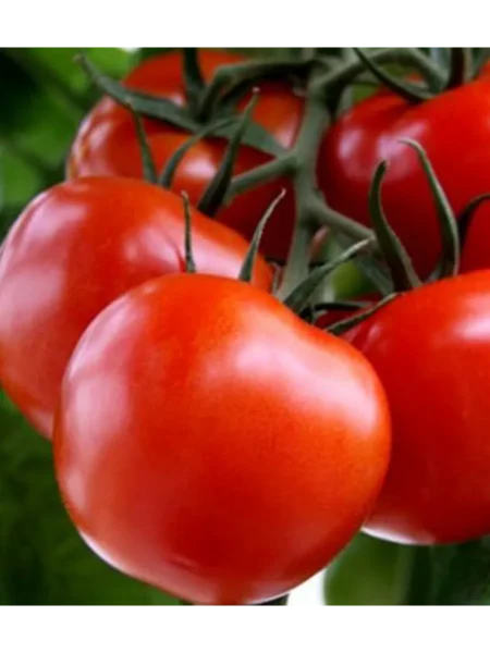 zhirnyy-bulon-5-143074