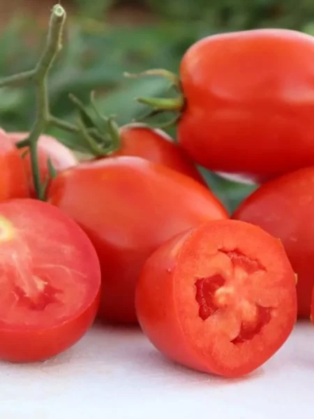 zhirnyy-bulon-main-143074