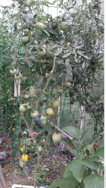 zhozefina-1-140112-1