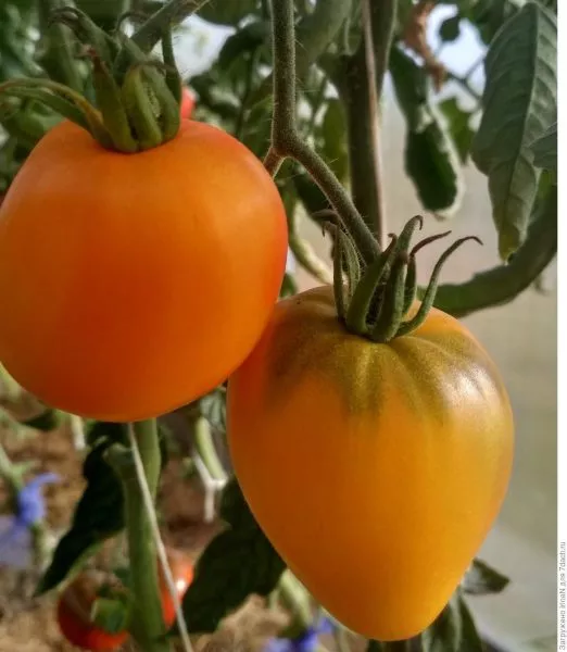 zhozefina-2-140112-1