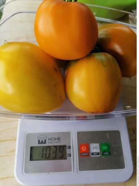 zhozefina-2-140112-3