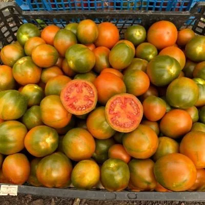 zlaya-maslina-10-167058