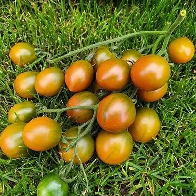 zlaya-maslina-11-167058