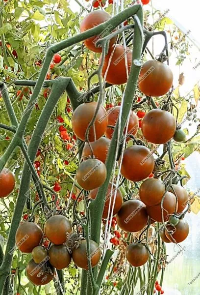 zlaya-maslina-2-167058