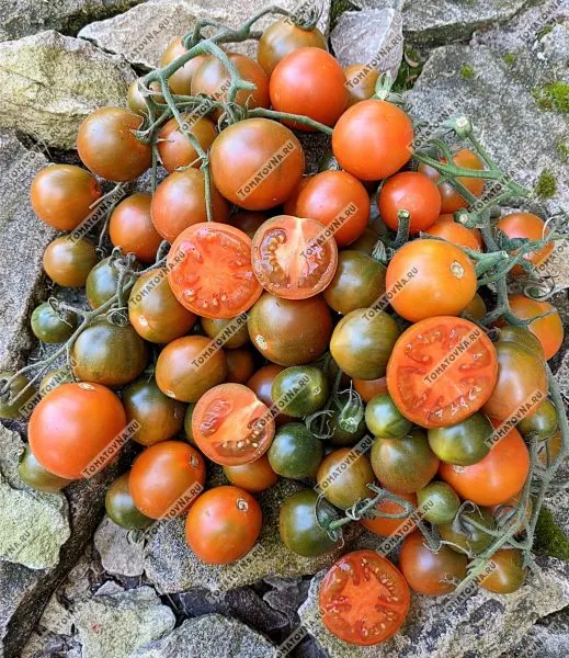 zlaya-maslina-4-167058