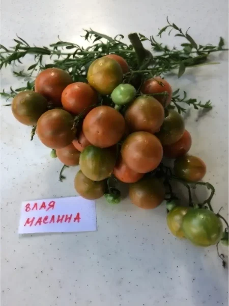 zlaya-maslina-5-167058