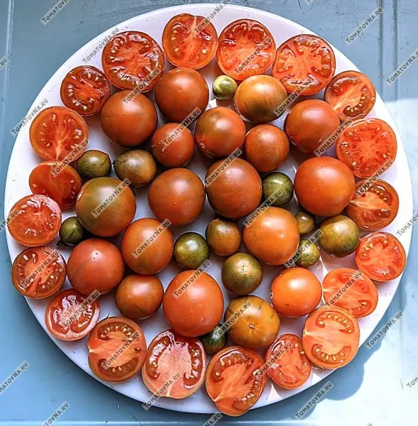 zlaya-maslina-6-167058