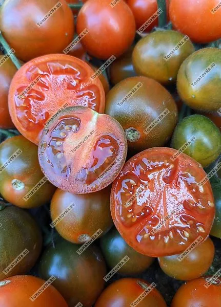 zlaya-maslina-8-167058